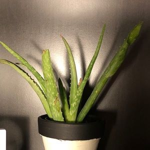 Meet your Posher, Maimuna